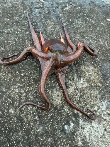 タコの釣果