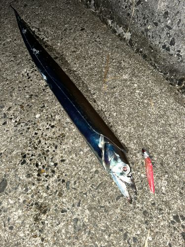 タチウオの釣果