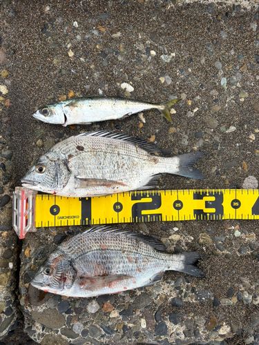 クロダイの釣果