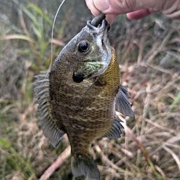 ラージマウスバス