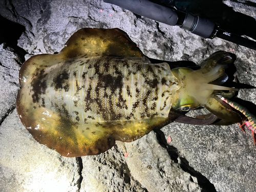 アオリイカの釣果