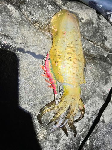 アオリイカの釣果