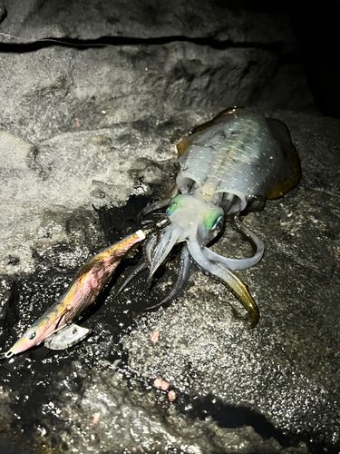 アオリイカの釣果