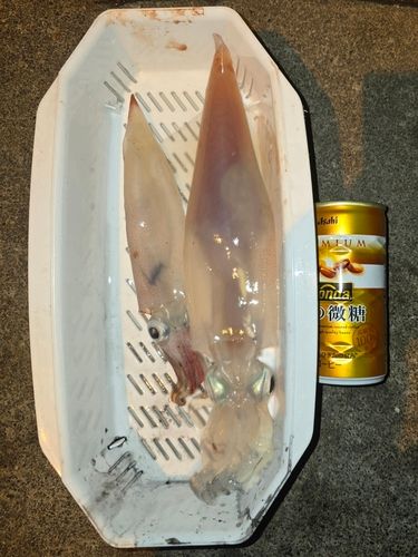 ヤリイカの釣果