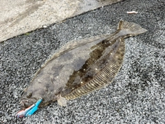 ヒラメの釣果