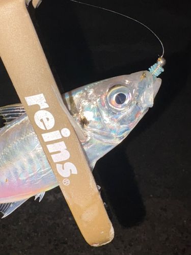 知多半島野池群