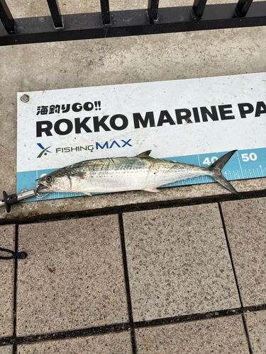 サゴシの釣果