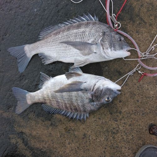 チヌの釣果