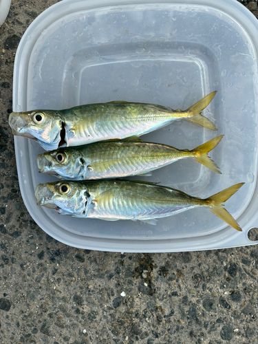 アジの釣果