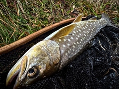 アメマスの釣果