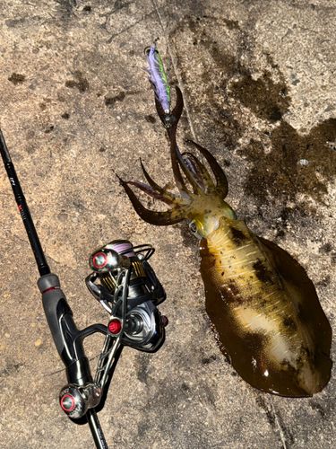 アオリイカの釣果