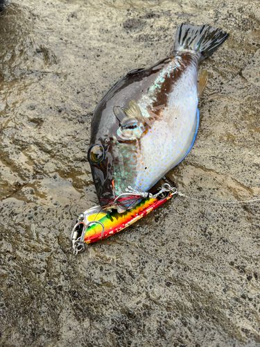 キタマクラの釣果