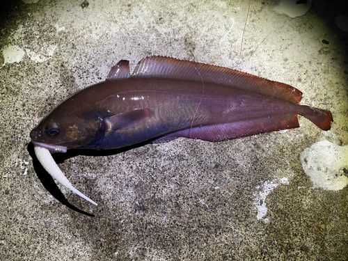 エゾイソアイナメの釣果