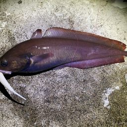 エゾイソアイナメ