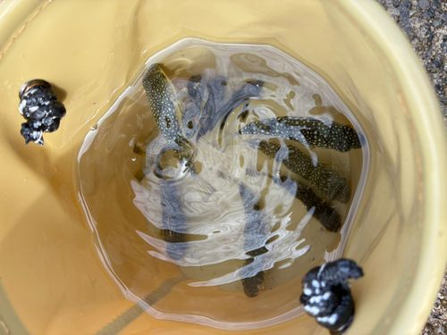 クサフグの釣果