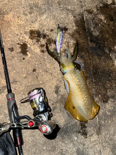 アオリイカの釣果