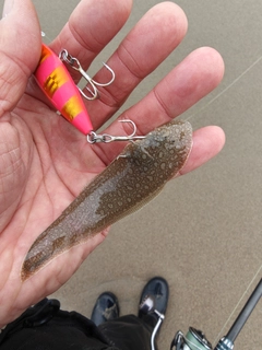 ウシノシタの釣果