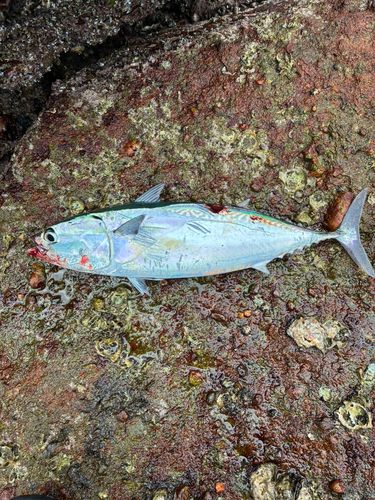 ヒラソウダの釣果