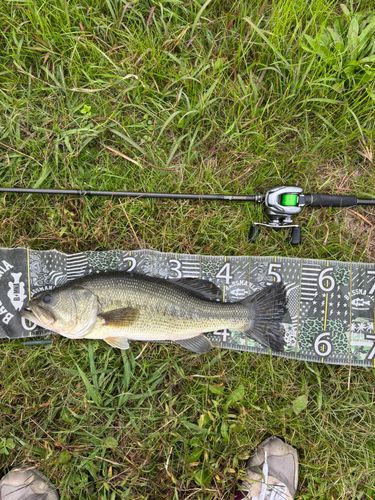 ブラックバスの釣果