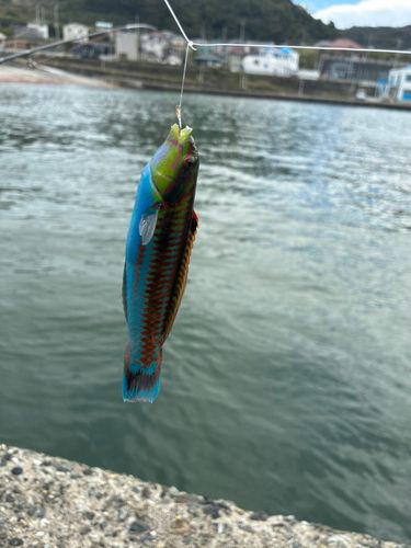 ニシキベラの釣果