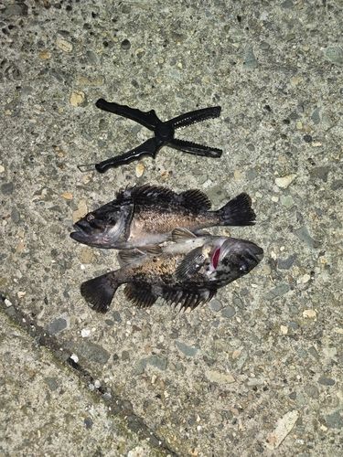 クロソイの釣果