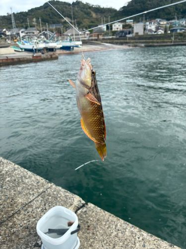 キュウセンの釣果