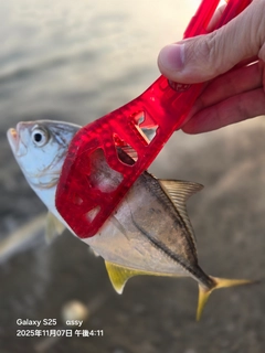 ギンガメアジの釣果