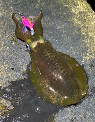 アオリイカの釣果