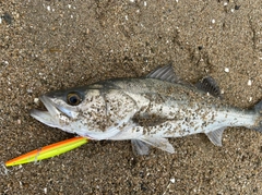 フッコ（マルスズキ）の釣果
