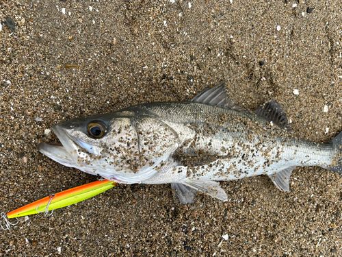 フッコ（マルスズキ）の釣果