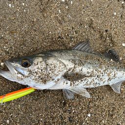 フッコ（マルスズキ）