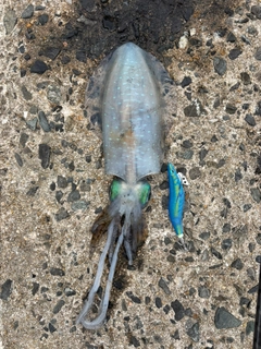 アオリイカの釣果