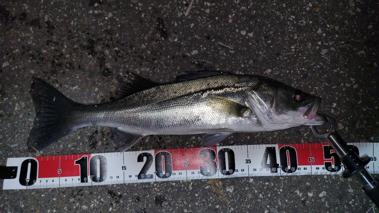 Megabass 空海 CK-93MH+Sの最安値・インプレ・釣果 | 本音の口コミが