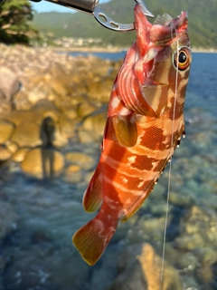 アカハタの釣果