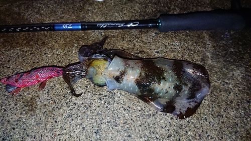 アオリイカの釣果