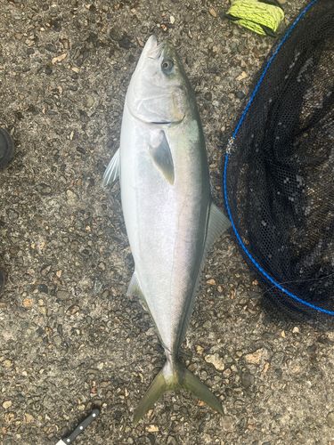 南港魚つり公園