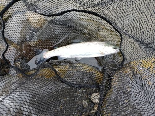 ニジマスの釣果