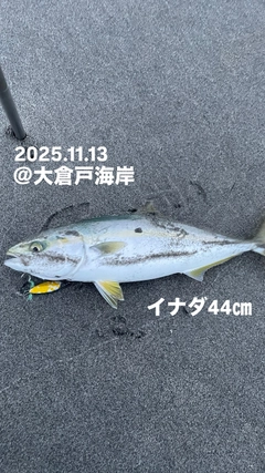 イナダの釣果