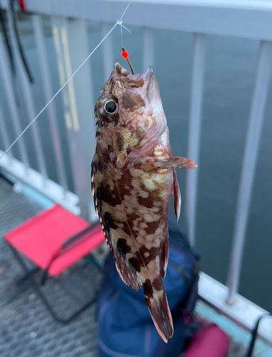 本牧海づり施設