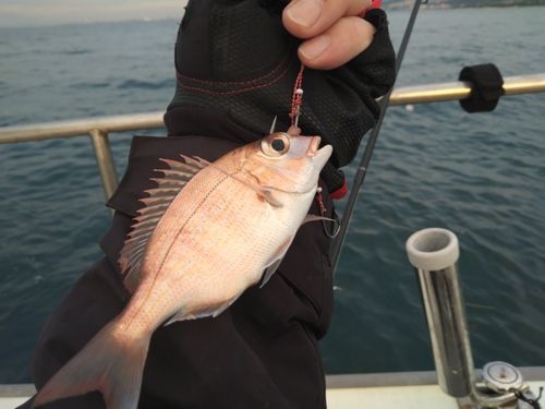 マダイの釣果
