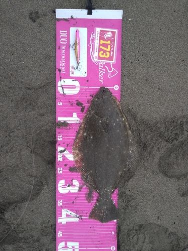 ヒラメの釣果