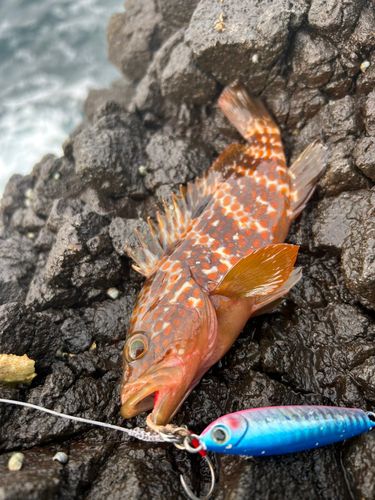 キジハタの釣果