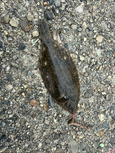 カレイの釣果