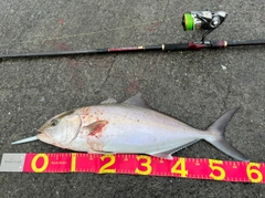 カンパチの釣果