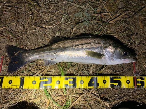 フッコ（マルスズキ）の釣果