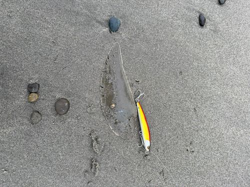 シタビラメの釣果