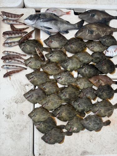 カワハギの釣果