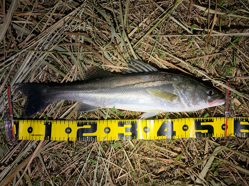 フッコ（マルスズキ）の釣果