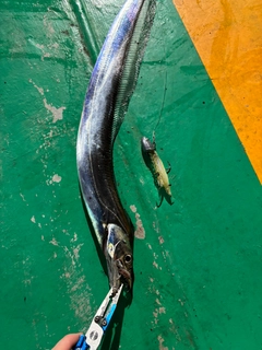 タチウオの釣果