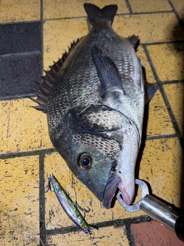 クロダイの釣果